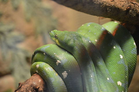 Twisted Green tree python Geotagged,Green tree python,Morelia viridis,Spring,United States