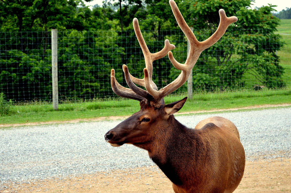 Pride over head Beautiful horns on a red deer Cervus elaphus,Geotagged,Red deer,Spring,United States