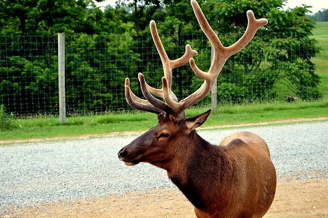 Pride over head Beautiful horns on a red deer Cervus elaphus,Geotagged,Red deer,Spring,United States