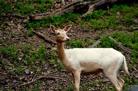 White deer  Dama dama,Fallow Deer,Geotagged,Spring,United States