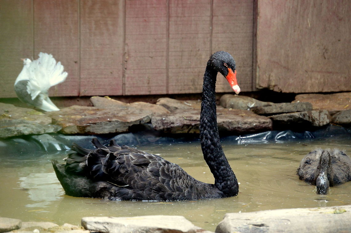 Black beauty Proud Black Swan in Lake Tobias Black Swan,Cygnus atratus,Geotagged,Spring,United States