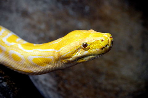 Yellow beauty Burmese Python is one of its kind Burmese Python,Geotagged,Python bivittatus,Python molurus bivittatus,Spring,United States
