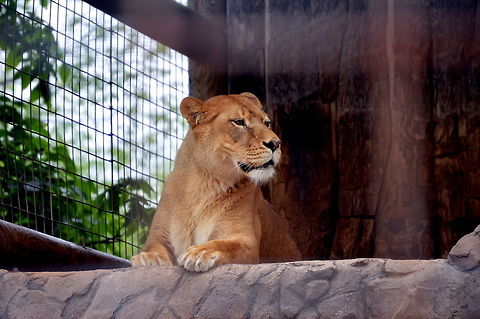King of the zoo An African lion looking for his territory  Geotagged,Lion,Panthera leo,Spring,United States