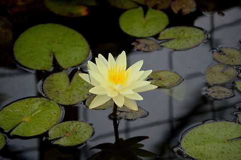 White water lily White Lotus is a symbol of God Durgas eyes Geotagged,Nymphaea odorata,Spring,United States