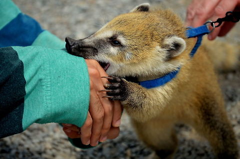 The last shot  Coati,Geotagged,Nasua nasua,South American Coati,Spring,United States