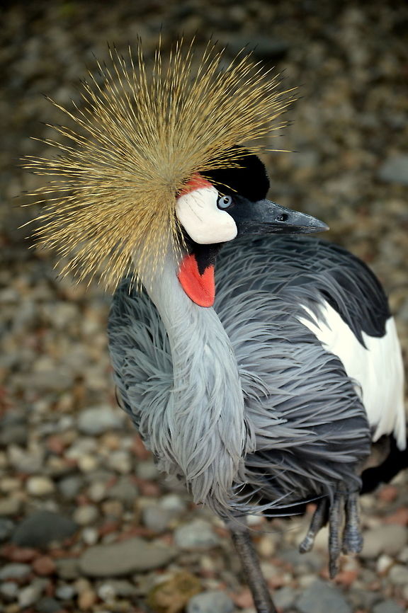 Crowned Crane This East African Crowned Crane enhanced the beauty of the park. Balearica regulorum,Geotagged,Grey crowned crane,Spring,United States