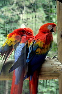 Companion Two beautiful Macaws relaxing  Ara macao,Geotagged,Scarlet Macaw,Spring,United States