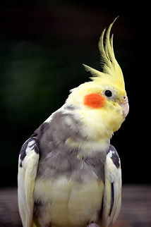 Dont gimme that look A cute Cacatua Cockatiel,Geotagged,Nymphicus hollandicus,United States,birds,cockatoos,parrots