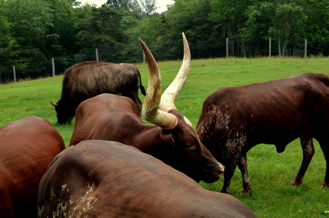 Horn-kill Watusis long horn is a wonder of nature. The Ankole-Watusi, also known as Ankole Longhorn, is a breed of cattle originally native to Africa. Its large distinctive horns that can reach up to 8 ft from tip to tip are used for defense and cooling by honeycombs of blood vessels. Bos primigenius taurus,Cattle,Geotagged,Spring,United States