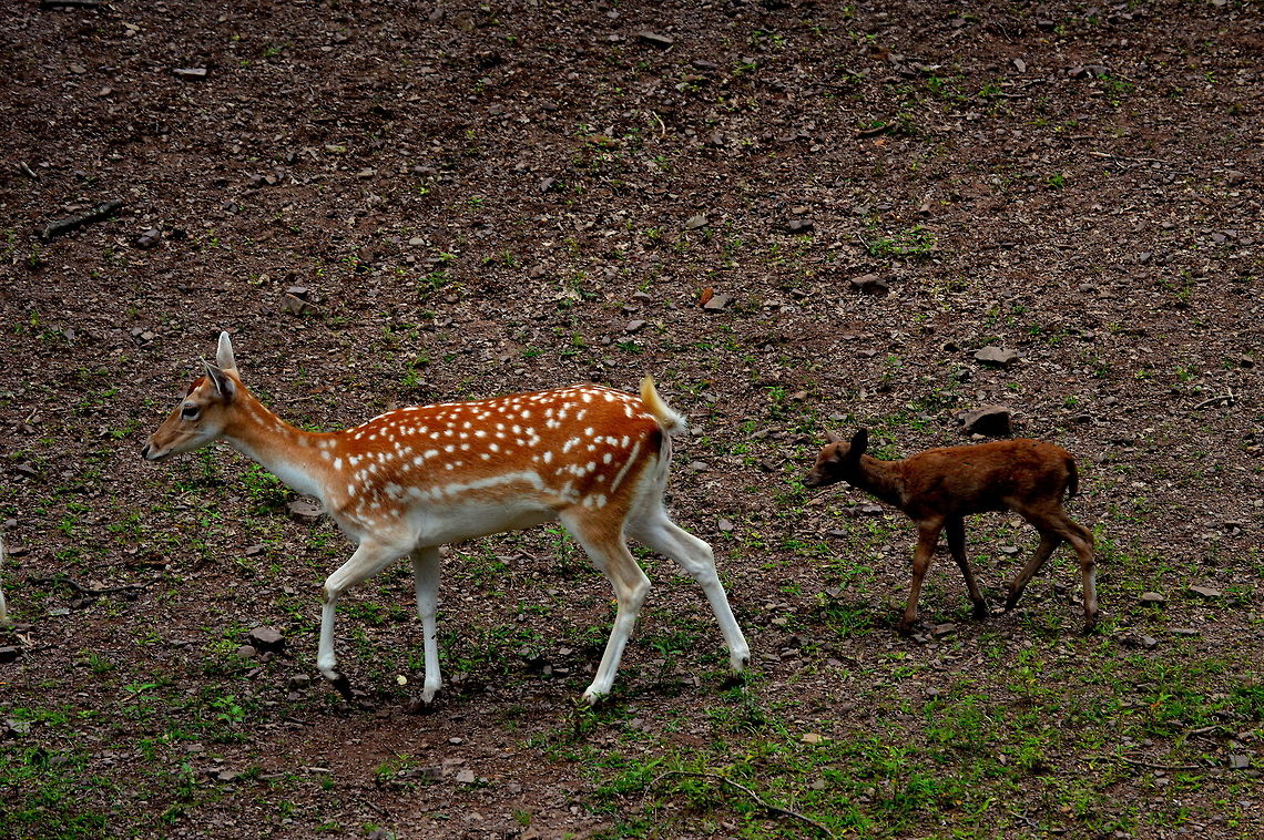 Mom is the best guide Mom and kid spotted deer Dama dama,Fallow Deer,Geotagged,Spring,United States