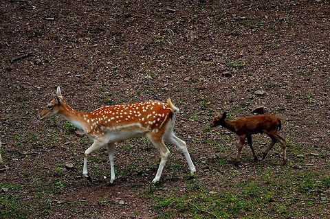 Mom is the best guide Mom and kid spotted deer Dama dama,Fallow Deer,Geotagged,Spring,United States