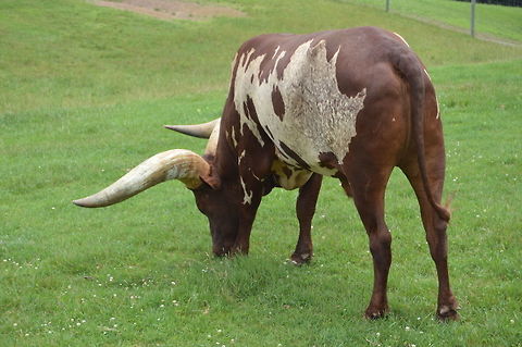 Mind my horn A Watusi Longhorn enjoying his evening snacks. The Ankole-Watusi, also known as Ankole Longhorn, is a breed of cattle originally native to Africa. Its large distinctive horns that can reach up to 8 ft from tip to tip are used for defense and cooling by honeycombs of blood vessels. Bos primigenius taurus,Cattle,Geotagged,Spring,United States