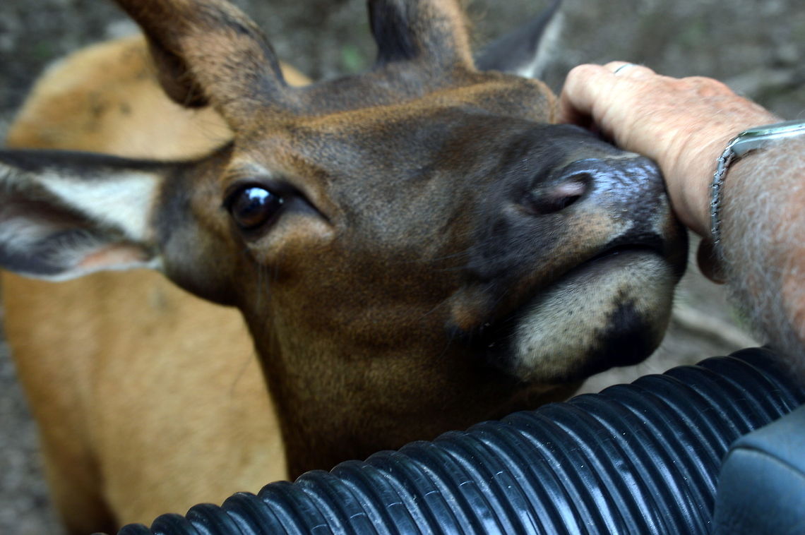 Innocence Innocent eyes of a eland in Late Tobias wildlife park. Common eland,Geotagged,Spring,Taurotragus oryx,United States
