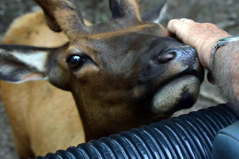 Innocence Innocent eyes of a eland in Late Tobias wildlife park. Common eland,Geotagged,Spring,Taurotragus oryx,United States