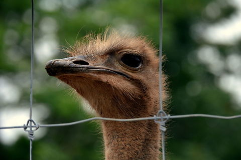 Looking for a free sky? Caged Ostrich in Lake Tobias looking for a free ground beyond the cage Geotagged,Ostrich,Spring,Struthio camelus,United States
