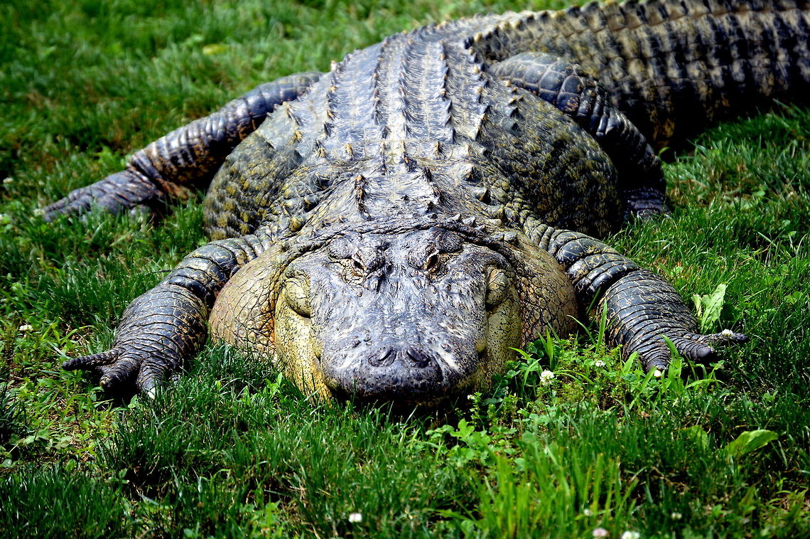 The last shot Saw this American Alligator in Lake Tobias Jugle Safari.  Alligator mississippiensis,American Alligator,Geotagged,Spring,United States