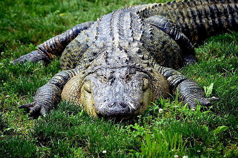 The last shot Saw this American Alligator in Lake Tobias Jugle Safari.  Alligator mississippiensis,American Alligator,Geotagged,Spring,United States
