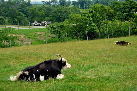 Ready for a visit Bisons waiting for visitor Bos primigenius taurus,Cattle,Geotagged,Spring,United States