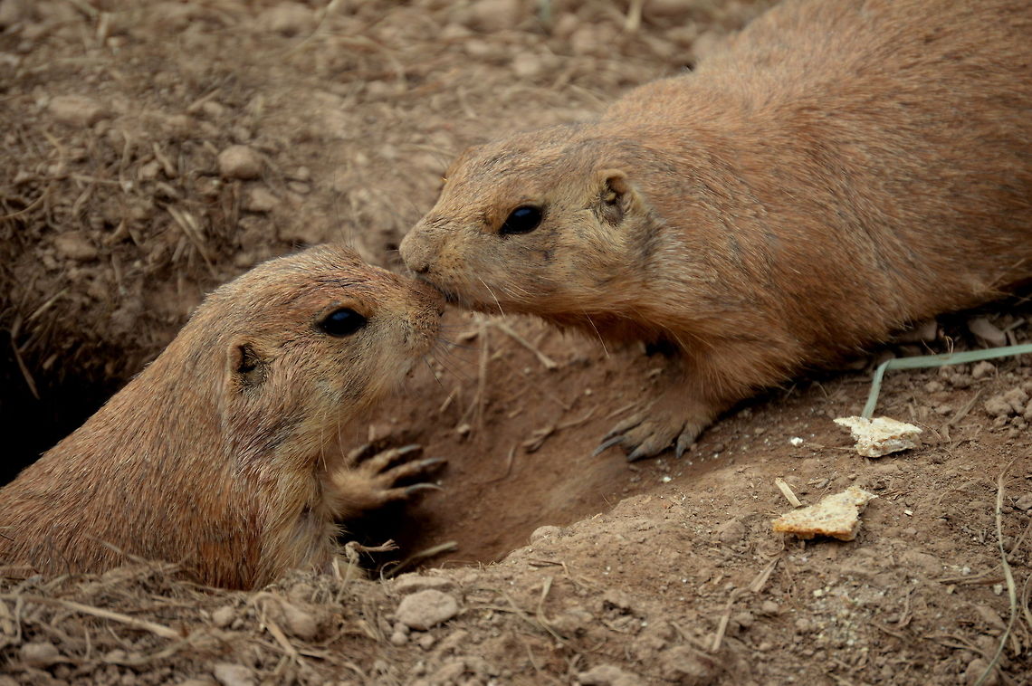 Prairie dogs Two lovely prairie dogs  Black-tailed prairie dog,Cynomys ludovicianus,Geotagged,Spring,United States