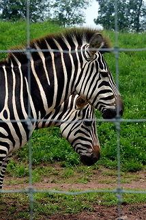 Zebra-crossing Beautiful Zebras in Lake Tobias  Equus quagga boehmi,Geotagged,Grants zebra,Spring,United States