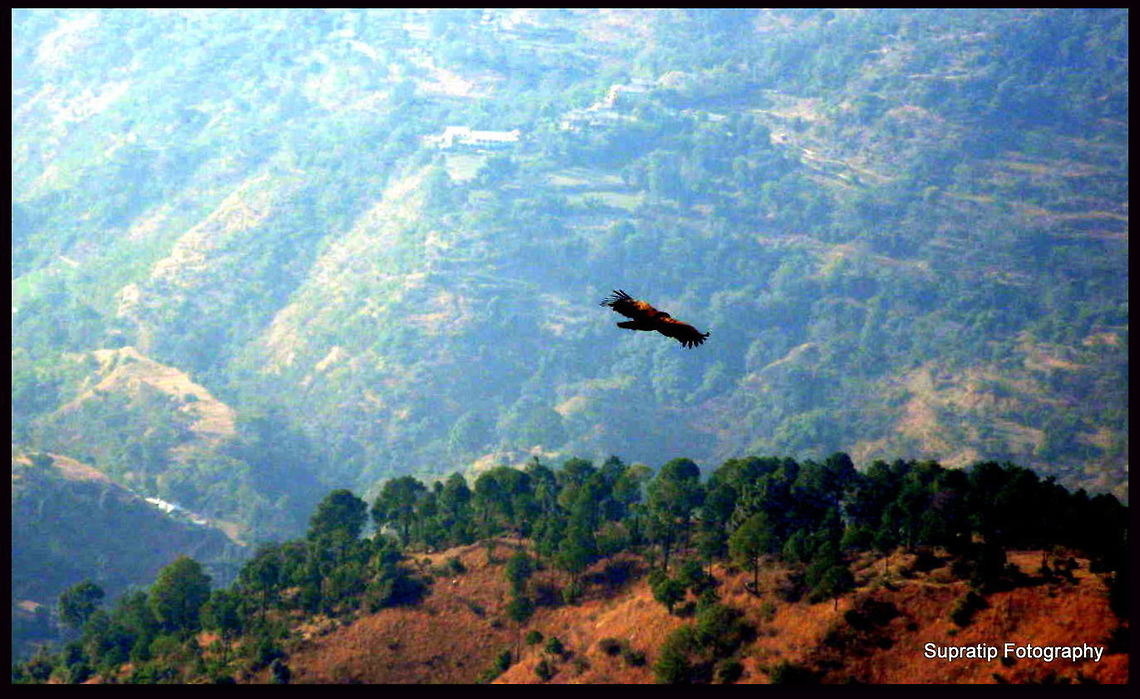 Sky is the limit A vulture flying in Himachal India  Fall,Geotagged,India