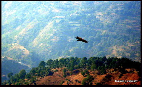 Sky is the limit A vulture flying in Himachal India  Fall,Geotagged,India