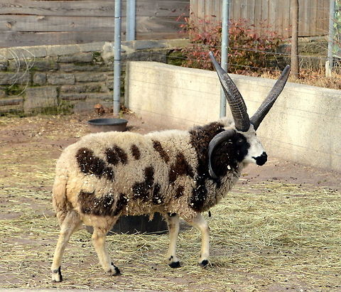 Jacob sheep The Jacob sheep is a rare breed of small, piebald (colored with white spots), polycerate (multi-horned) sheep. Jacobs may have from two to six horns, but most commonly have four. The most common color is black and white. Jacobs are usually raised for their wool, meat, and hides. Domestic sheep,Geotagged,Ovis aries,United States,Winter