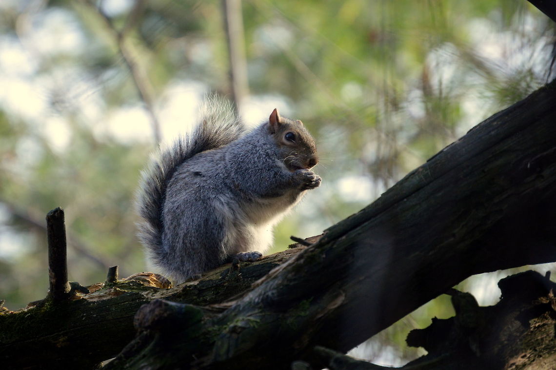 Naughty squirrel This squirrel was playing with a panda in the zoo when I captured it in my frame. Eastern gray squirrel,Geotagged,Sciurus carolinensis,United States,Winter
