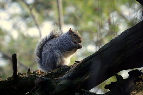 Naughty squirrel This squirrel was playing with a panda in the zoo when I captured it in my frame. Eastern gray squirrel,Geotagged,Sciurus carolinensis,United States,Winter