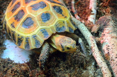 Colorful shell Colorful shell of a tortoise  Geotagged,United States,Winter