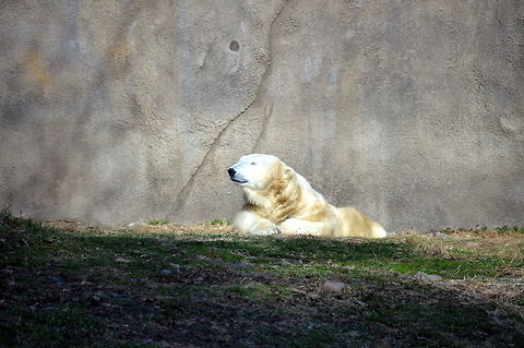 Need a beer? A white bear is enjoying sunlight Geotagged,Polar Bear,United States,Ursus maritimus,Winter