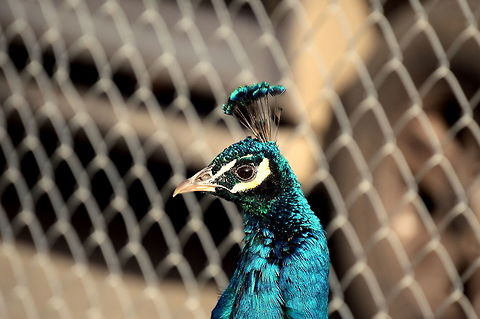 Bird king Beautiful Indian peacock was playing in the Philadelphia zoo. It was not caged. Geotagged,Indian peafowl,Pavo cristatus,United States,Winter