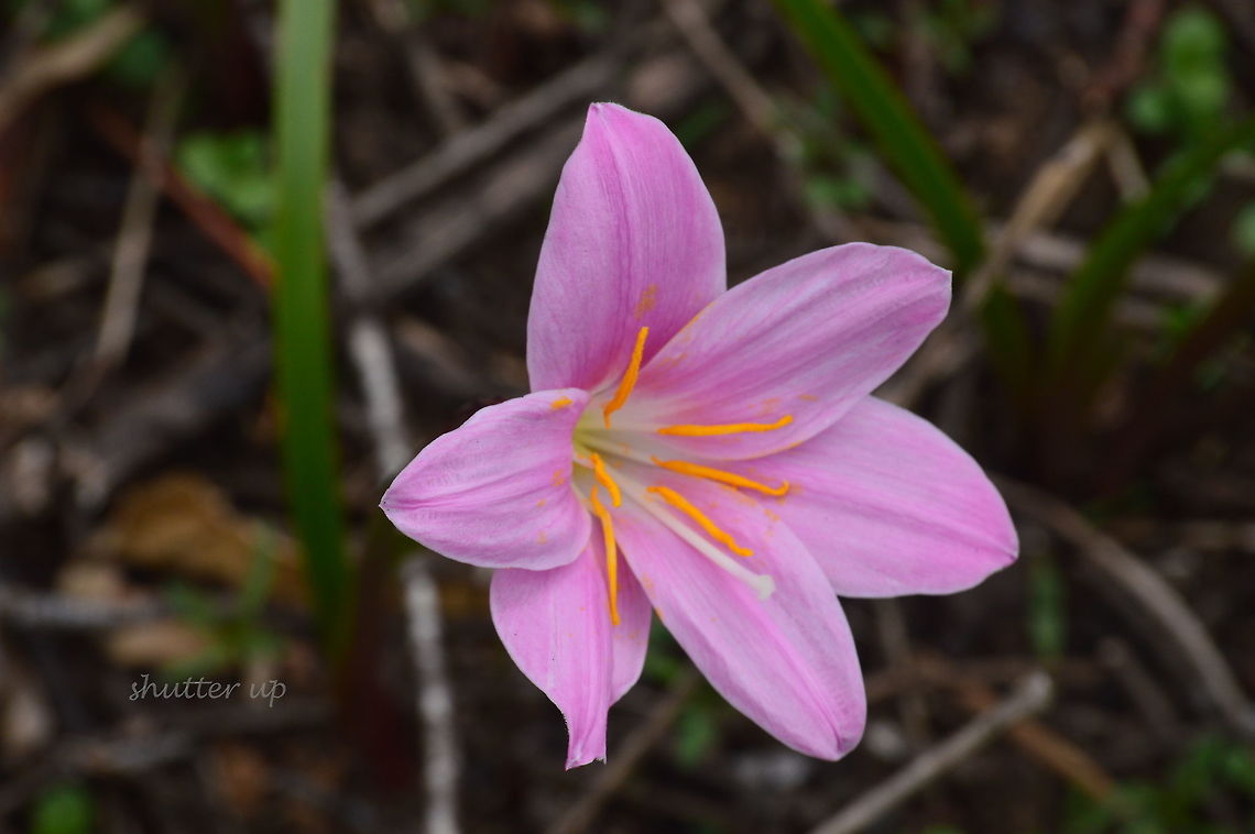 Pink dream Saw this beautiful flower in Kerala, India. Do not know the species though Geotagged,India,Winter,Zephyranthes carinata,rosepink zephyr lily