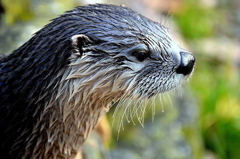Innocence A north american river otter in Brandywine zoo, Delaware Fall,Geotagged,Lontra canadensis,North American river otter,United States,Zoo