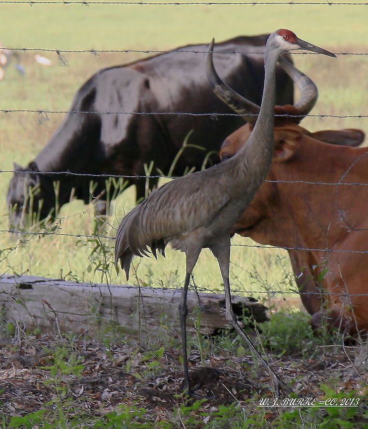 Sandhill Crane And Cows Sandhill Crane Drops Down To Visit With Florida Crossbred Cattle.<br />
 Grus canadensis,Sandhill Crane
