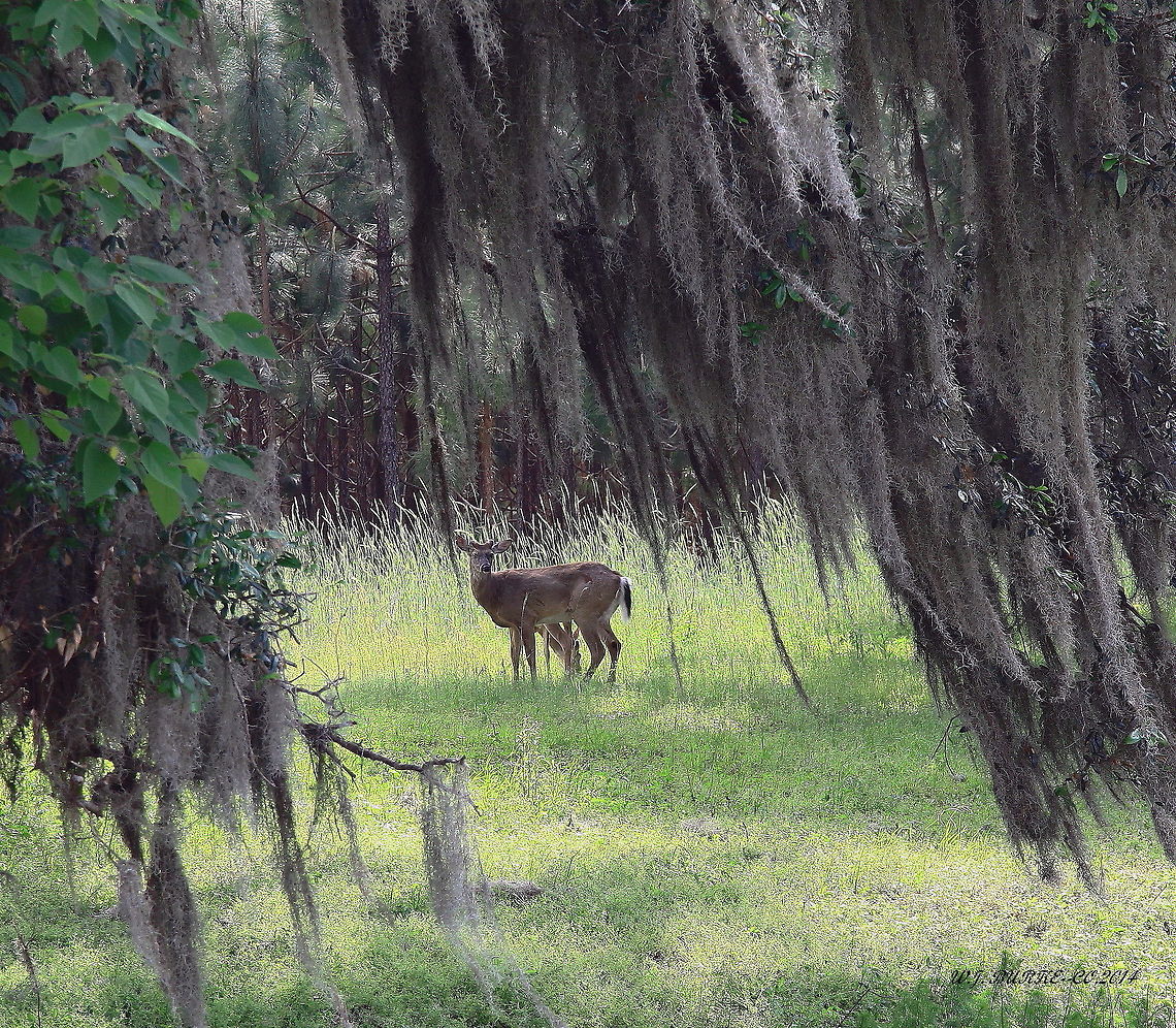 UNDER_THE_OAKS Doe And Her Fawn Frame Themselves Beneath Live Oak Branches And Spanish Moss.<br />
 Odocoileus virginianus,White-tailed Deer