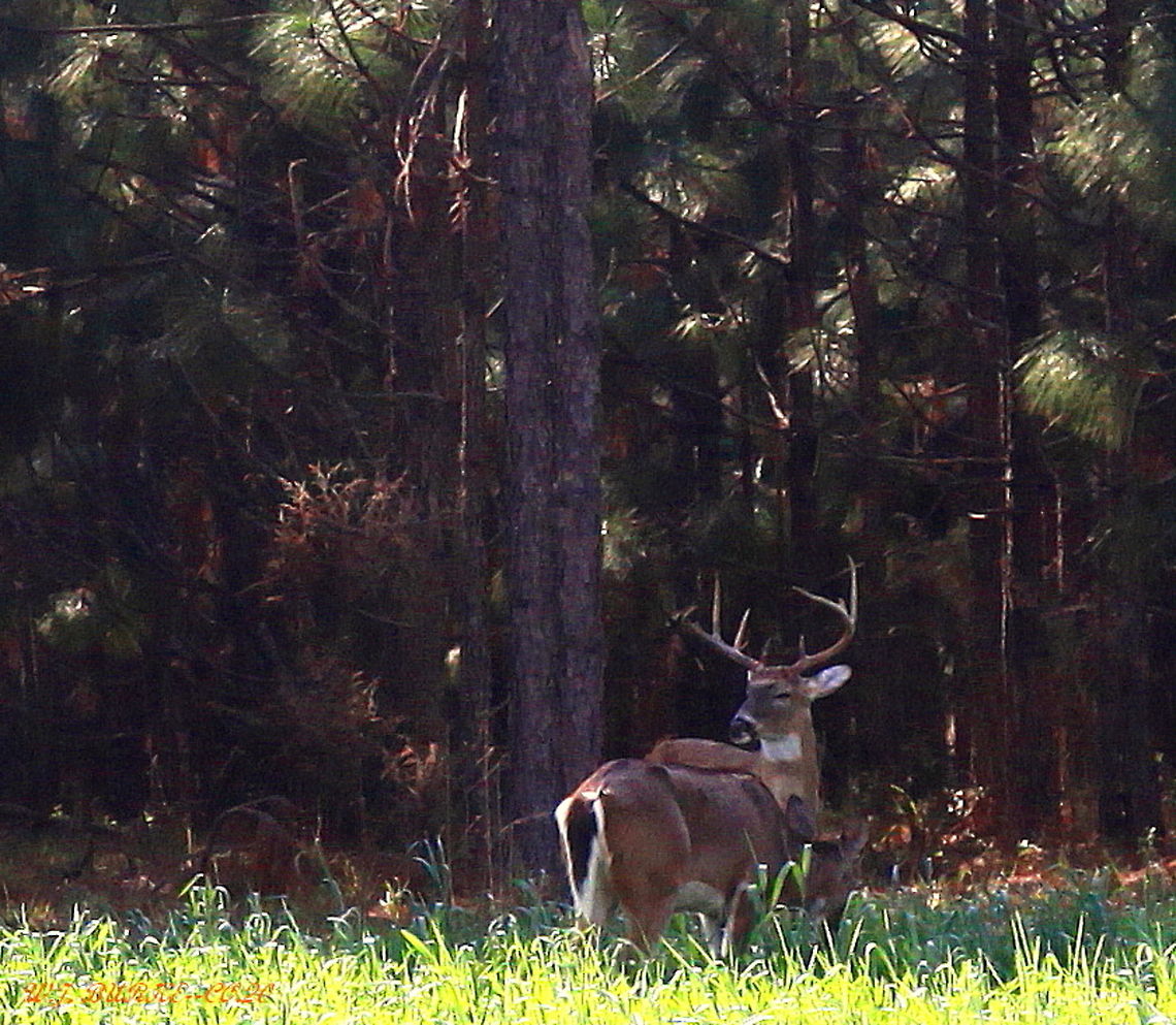 STANDING_GUARD This Magnificent 8 Point White Tailed Buck Stands Guard Over His Mate While She Grazes. <br />
 Odocoileus virginianus,White-tailed Deer