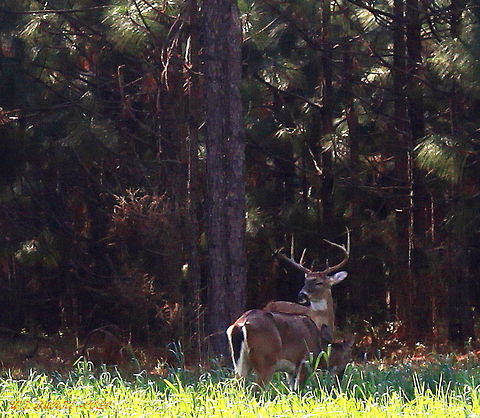 STANDING_GUARD This Magnificent 8 Point White Tailed Buck Stands Guard Over His Mate While She Grazes. 
 Odocoileus virginianus,White-tailed Deer