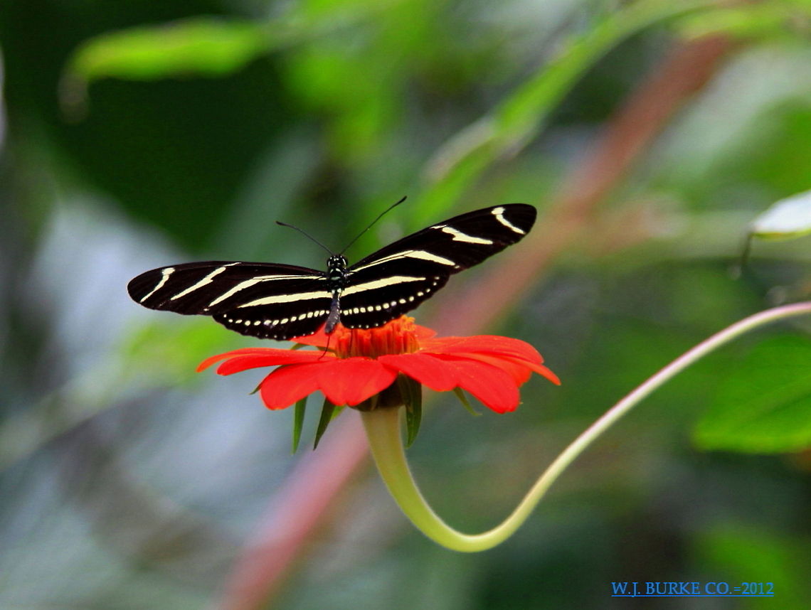Zebra_Longwing Zebra Longwing Is Florida State Butterfly.  Here He Poses On His Red Throne.<br />
 Heliconius charithonia,Zebra Longwing