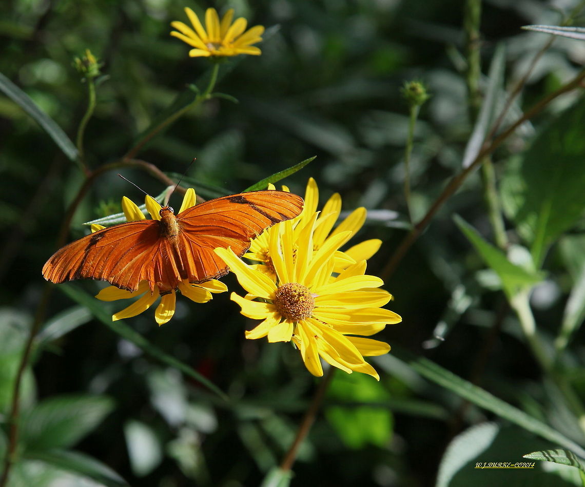 jULIA_ON_NARROWLEAF_SUNFLOWER Julia posed just long enough on narrow leaf sunflower to catch this image.<br />
 Dryas iulia,Julia Heliconian Butterfly