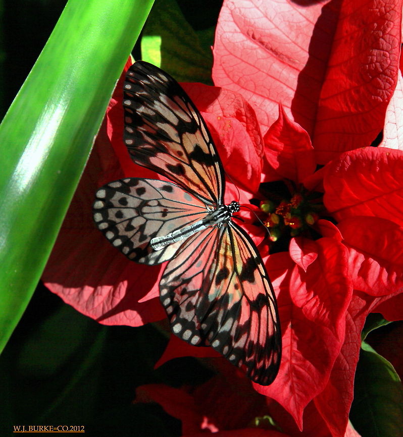 POINSETTIA_RED_SHINING_THROUGH PAPER KITE BUTTERFLY_WING. A Single Ray Of Sunlight Worked It&#039;s Way Thru To Light Up The Poinsettia  This Beautiful Paper Kite Was Sitting On Showing The Red Thru It&#039;s Delicate Wings.<br />
  Idea leuconoe,Paper Kite