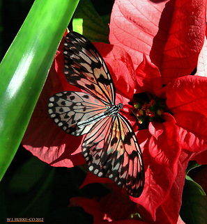 POINSETTIA_RED_SHINING_THROUGH PAPER KITE BUTTERFLY_WING. A Single Ray Of Sunlight Worked It's Way Thru To Light Up The Poinsettia  This Beautiful Paper Kite Was Sitting On Showing The Red Thru It's Delicate Wings.
  Idea leuconoe,Paper Kite