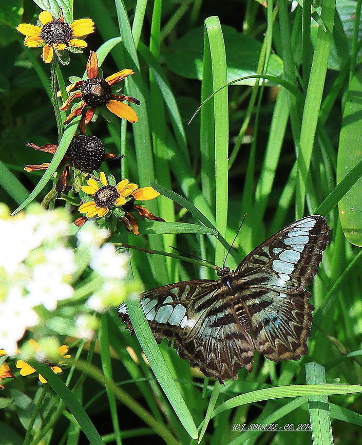 Clipper_And_BlackEyed_Susans Clipper Posing On Foliage Near Black-Eyed Susan&#039;s.  Beautiful Combination Of Colors.   Clipper,Parthenos sylvia