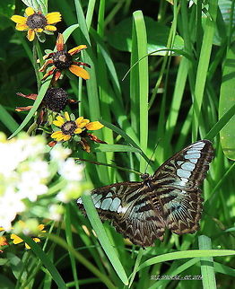 Clipper_And_BlackEyed_Susans Clipper Posing On Foliage Near Black-Eyed Susan's.  Beautiful Combination Of Colors.   Clipper,Parthenos sylvia