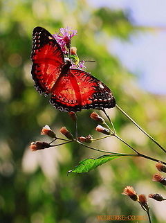 Vivid_Orange_Bodied_Butterfly_With_Black_Tipped_And_Lined_Wings_On_Gay feather_Buds Bright Ray Of Sun Light Shines Thru The Wings Of This Butterfly Sitting On Gay Feather Buds Almost Like An X-Ray. Currently searching for proper name of this spices. Cethosia biblis,Red Lacewing