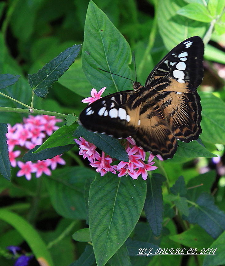 GOLD,_BLACK_WHITE_BUTTERFLY_RINGED_BY_PINK_LANTANA This Colorful Butterfly Poses Near Equally Colorful Lantana, For A Beautiful Combination.<br />
Will Update Proper Name Soon. Clipper,Parthenos sylvia