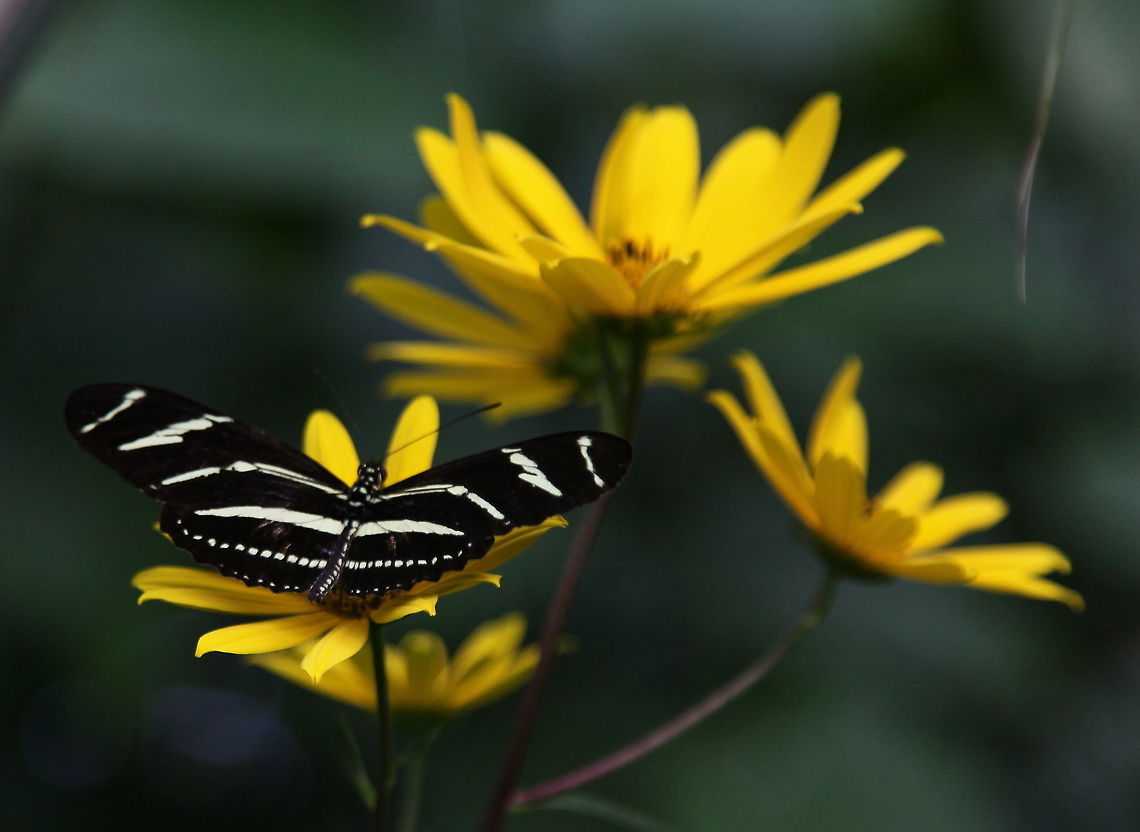 Zebra Longwing On Narrow Leaf Sunflower. Zebra Longwing Poses On Yellow Narrow Leaf Sunflowers.  Great Color Combination.<br />
 Heliconius charithonia,Zebra Longwing