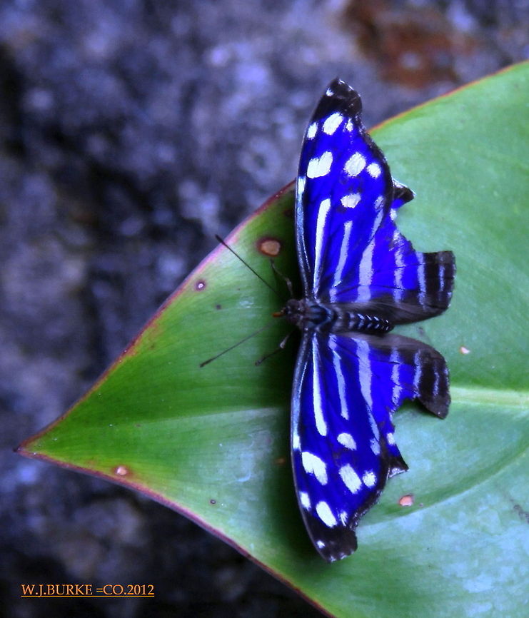 Blue Wave Butterfly On Green Leaf This Is The Only Butterfly I Have Seen With Quite This Color Combination.  I am happy to introduce this species to JungleDragon.  It;s proper name is Myscelia cyaniris. Myscelia cyaniris