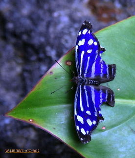 Blue Wave Butterfly On Green Leaf This Is The Only Butterfly I Have Seen With Quite This Color Combination.  I am happy to introduce this species to JungleDragon.  It;s proper name is Myscelia cyaniris. Myscelia cyaniris