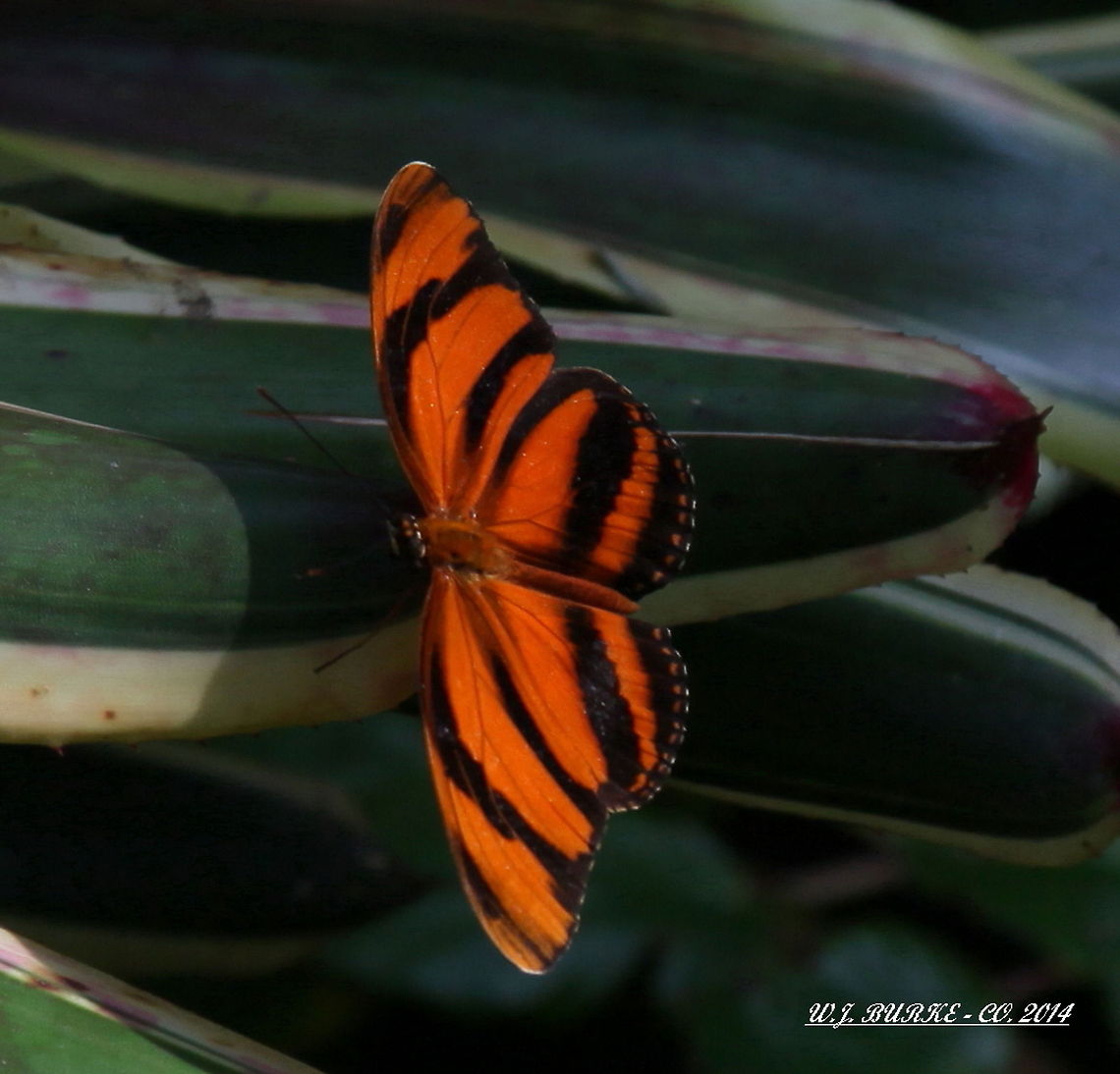Orange_Black_Tiger_Striped_Butterfly_On_Leaf This Vividly Marked Fellow Has Orange And Black Stripes Like A Tiger.  Again, I&#039;m Sorry To Say I Don&#039;t Know The Proper Name, But Will Update.<br />
 Banded Orange Heliconian,Dryadula phaetusa